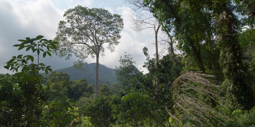 An image of rainforest similar to one in Agbokim waterfalls to enjoy a serene walk
