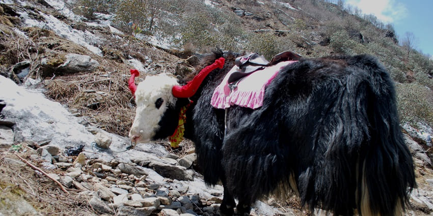 Yak in Sikkim with black fur on the body, white fur on the face, red horns and white snow