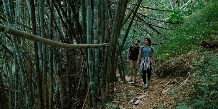 A thrilling experience exploring the rainforest discovering nocturnal creatures, glowing fungi, and mysterious sounds.