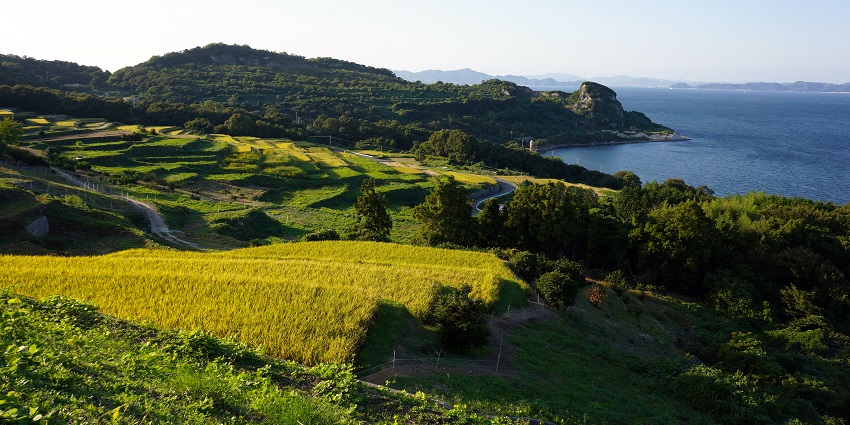 Image of Beautifully restored rice terraces showcasing sustainable farming and tradition