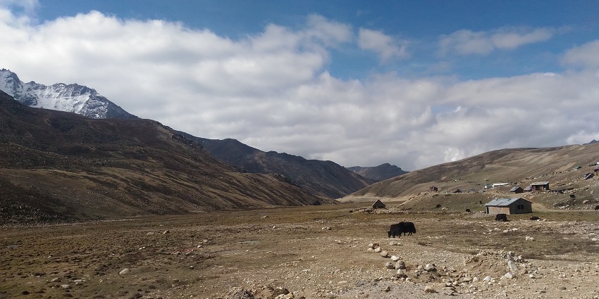 A Himalayan Yak grazes on the ground in Thangu Valley, a cold desert in Northern Sikkim.