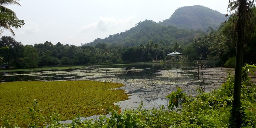 An image of the Thattekkad Bird Sanctuary, one of the best tourist spots in South India.