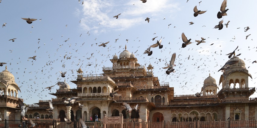 An outside view of the Albert Hall Museum in Jaipur with a group Pigeons flying over it