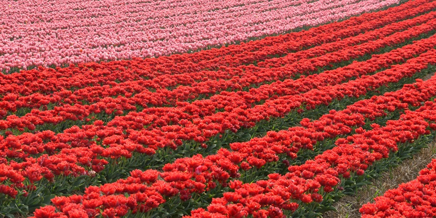 Vibrant region famous for its blooming tulips and colourful fields