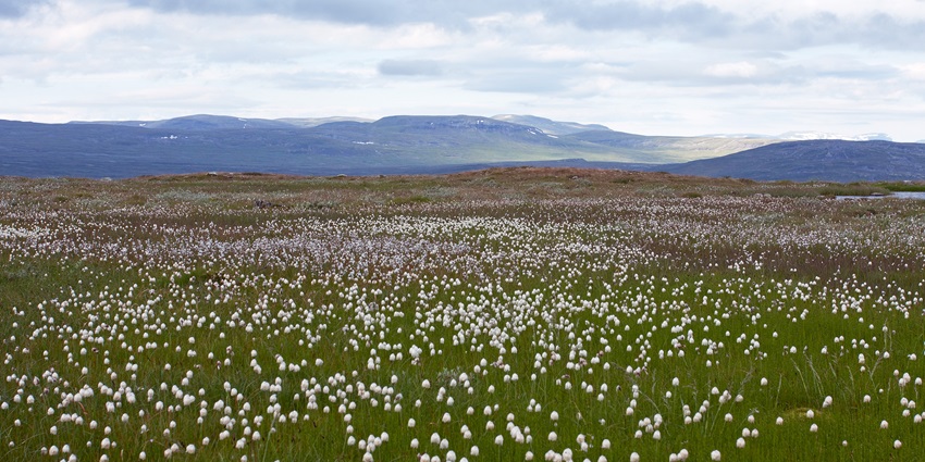 An image showing vibrant flowers on the Hardangervidda plateau, showcasing Norway's beauty