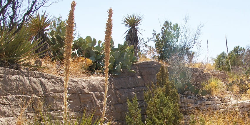 An image of the impressive beauty of animals and plants at their best at Living Desert Zoo