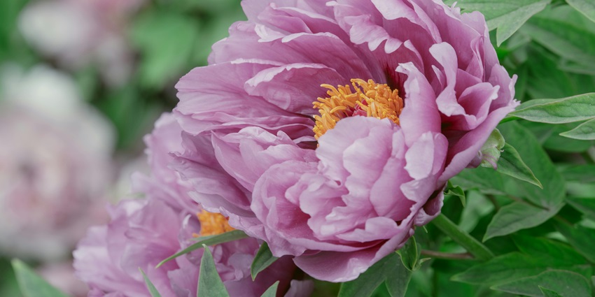 A view of the beautiful Peony Garden, a spot to relax and unwind.
