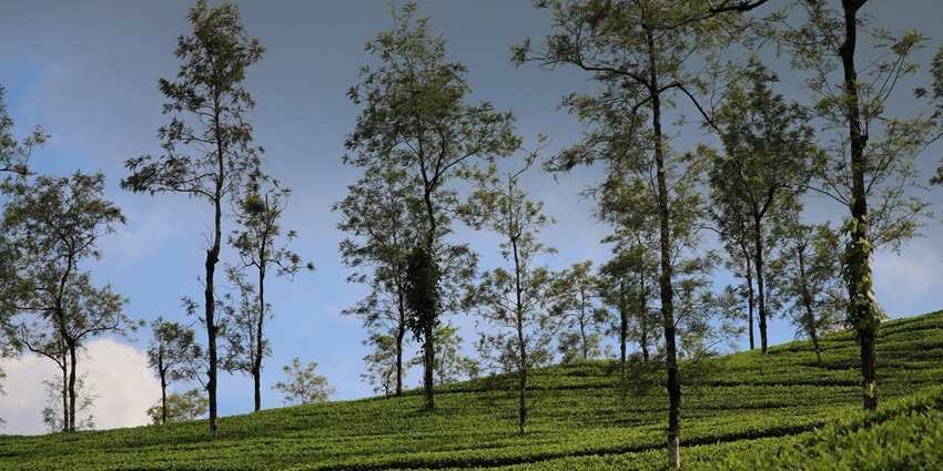 Thekkady is one of the finest places to visit in July in South India.