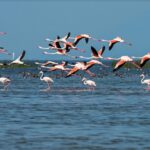 An image of a panoramic view of the large, beautiful Chilika Lake, populated by boats, greenery, and tranquil waters