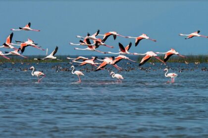 An image of a panoramic view of the large, beautiful Chilika Lake, populated by boats, greenery, and tranquil waters