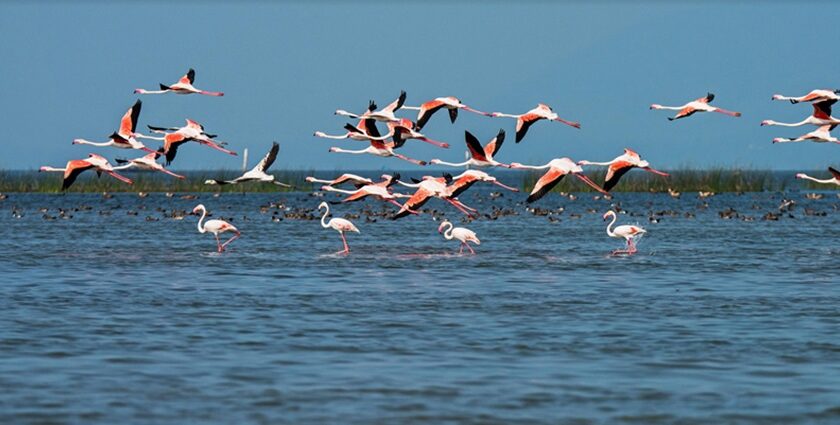 An image of a panoramic view of the large, beautiful Chilika Lake, populated by boats, greenery, and tranquil waters