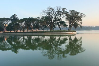 A view of a small island of trees in the middle of Ulsoor Lake in Bangalore, Karnataka.