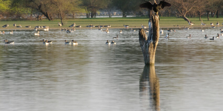 Thol Lake in Gujarat with calm waters, migratory birds, and a peaceful natural setting.