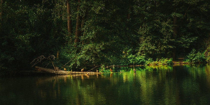 An image of Berlin's Tiergarten Park showcasing its expansive greenery and winding paths.