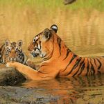 An image of tigers spotted on a road in Kanha National Park, one of the top tiger national parks in India.