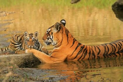 An image of tigers spotted on a road in Kanha National Park, one of the top tiger national parks in India.