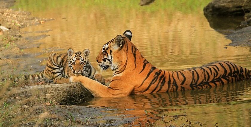 An image of tigers spotted on a road in Kanha National Park, one of the top tiger national parks in India.