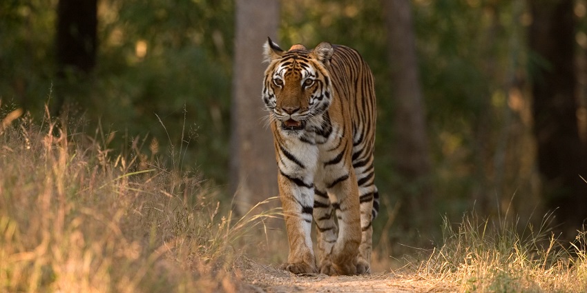 An image of a tiger in Kanha National Park, one of the top national parks in North India.