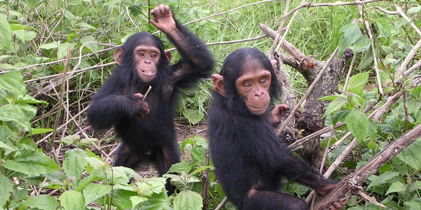 A pair of chimpanzees at Tongo Chimpanzee Reserve, nestled in the heart of the forest.