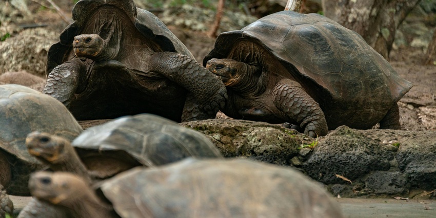 Galapagos tortoises resting on rocky ground, partially submerged in a small pool of water