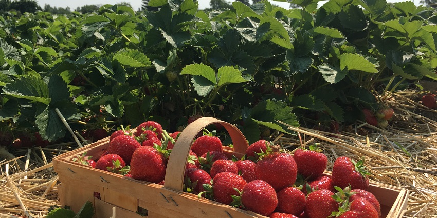 Ripe and sweet strawberries straight from the green strawberry farms in Mahabaleshwar