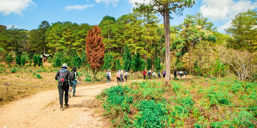 Multiple people trekking with bags, a trail surrounded by tall trees to Prashar Lake in summer.