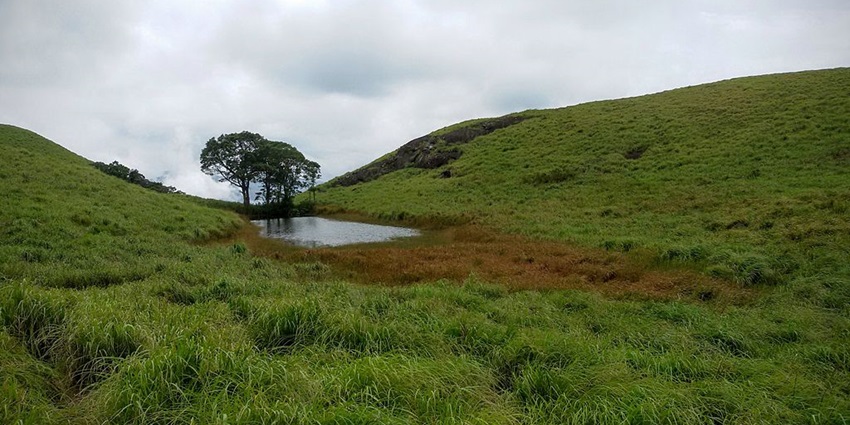 Chembra Lake with a small trail leading to the heart shaped lake in India, having trees around.
