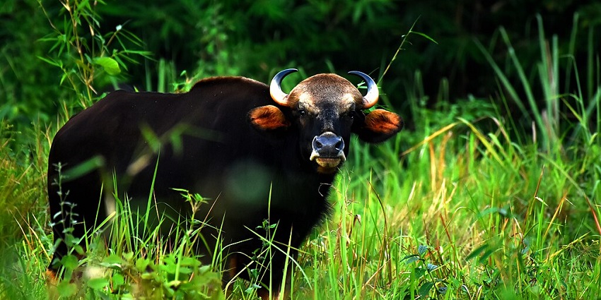 An image of an Indian Bison, locally called "gobo," grazing in Trishna Wildlife Sanctuary
