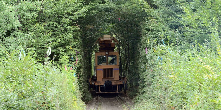 Enchanting railway tunnel surrounded by lush greenery, a popular attraction.
