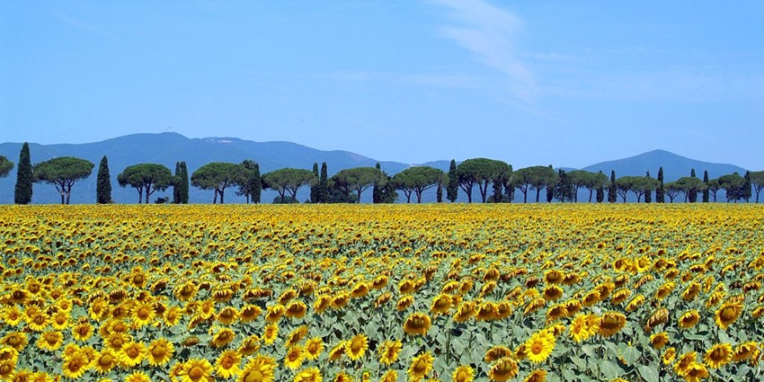 A mesmerising view of a field of blooming sunflowers in Central Italy’s Tuscany.