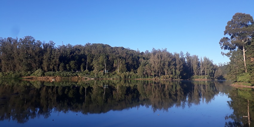 A serene image of one of the major lakes in India in Ooty, surrounded by forests in Tamil Nadu.