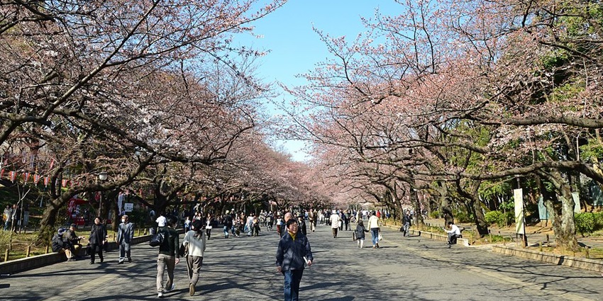 Park with museums and cherry blossoms, a place to celebrate Valentine’s Day in Tokyo.