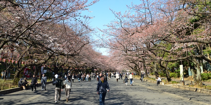 Exquisite park with museums, temples, and seasonal cherry blossoms.
