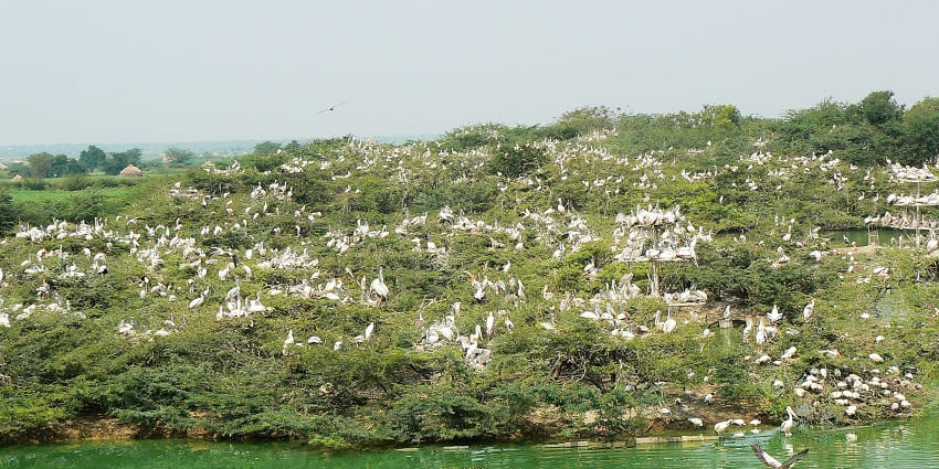 View of serene Uppalapadu Bird Sanctuary with diverse bird species and greenery.