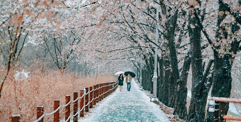 Celebrate Valentine’s Day in Seoul with a scenic skyline, cosy cafés and Han River strolls.