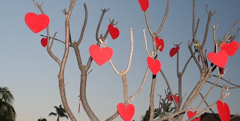 Tree decorated for Valentine's Day in Ukraine.