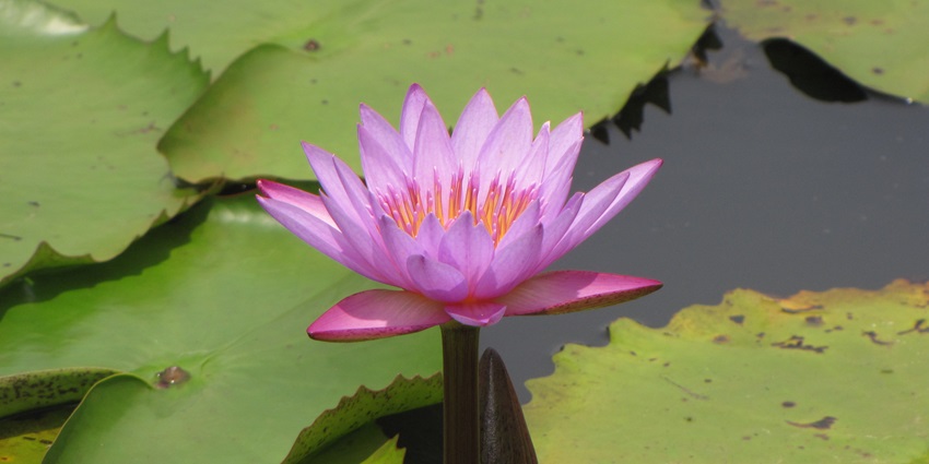 Fully bloomed pink flower in a lake surrounded by lotus pads on the surface of a lake.