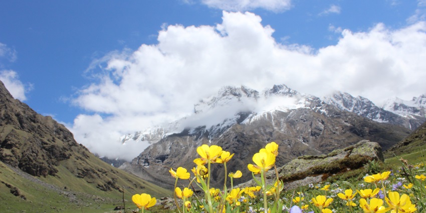 An image of the Valley of Flowers in Uttarakhand, a destination for trekking in India.