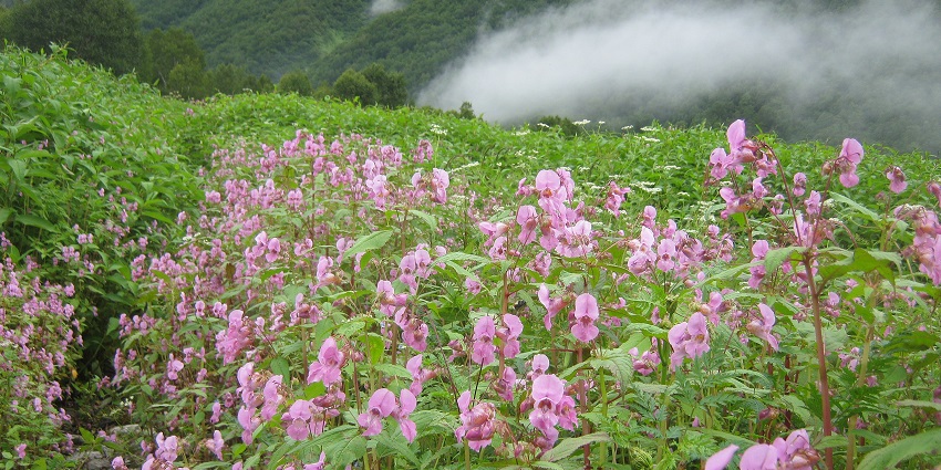 An image of the mesmerising scene from the Valley of Flowers in Uttarakhand, India.