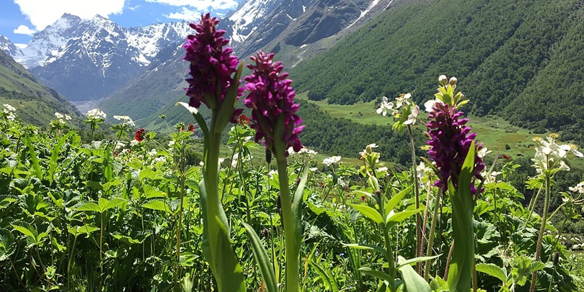An image of the Valley of Flowers, one of the best places to visit in August in India with family.