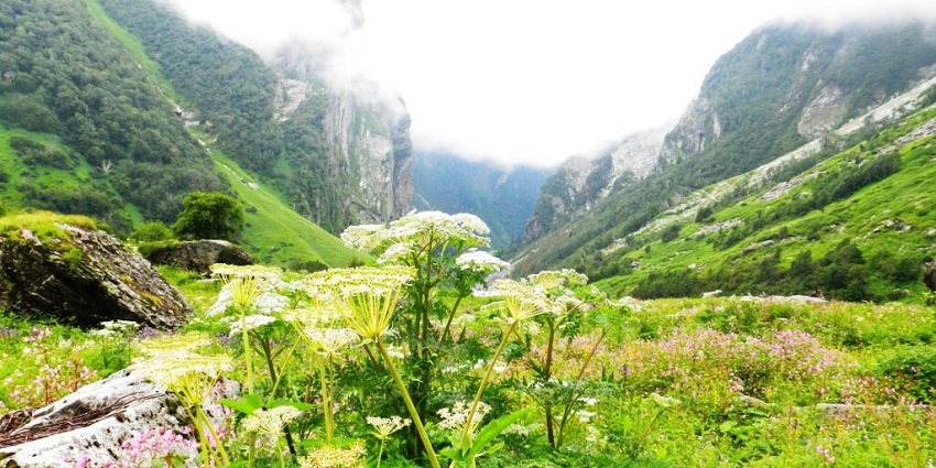 An image of the Valley of Flowers, Uttarakhand, best valley in India, covered in flowers