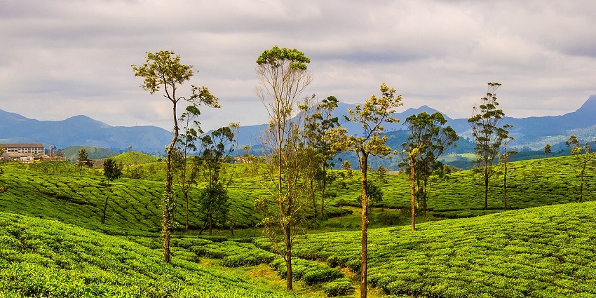 Wide-angle view of the tea plantations in Valparai, one of the places to visit in November in South India.