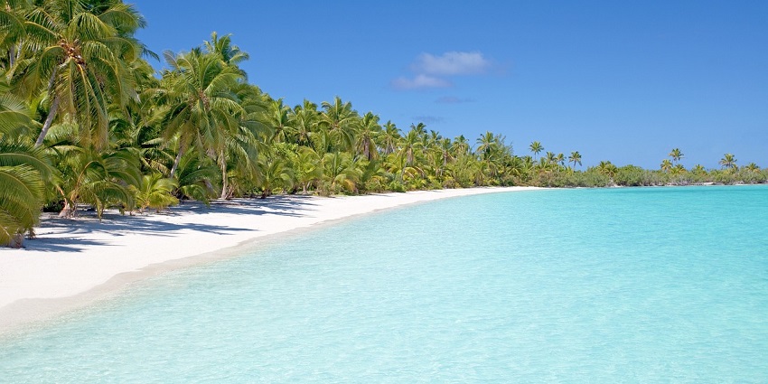 An image of a beach side view along with tall trees on the side and a clear blue sky.