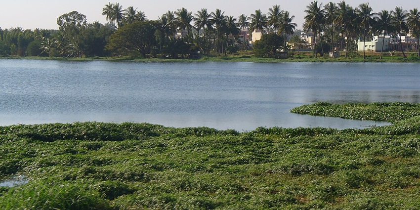 An image of the large water mass, obscured by green vegetation as it displays environmental deterioration.