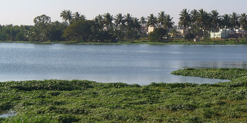 Varthur Lake bordered by greener grass, multiple palm trees and buildings behind them.