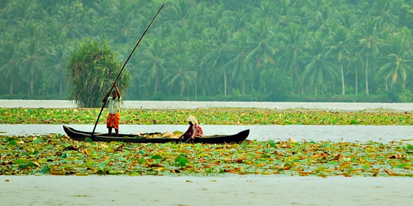  One of the lotus lakes in Kerala is Vellayani Lake which is covered with lotuses.
