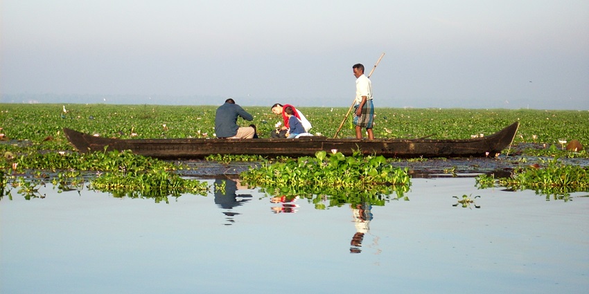  People picking lotuses on a boat and their reflection on Vembanad Lake covered in pads.
