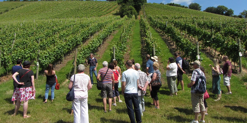 Naples is home to Italy’s most exquisite vineyards on the slopes of Mount Vesuvius.