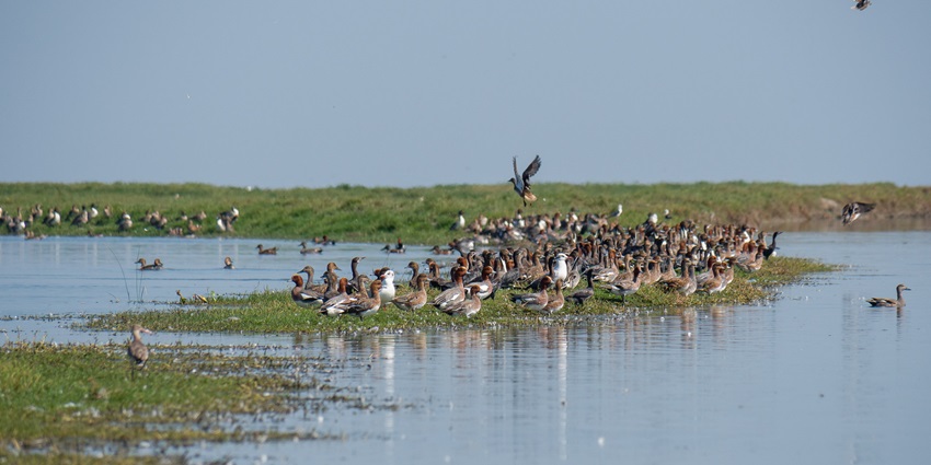 An image of Migratory birds resting down on Nalabana Bird Sanctuary ground, one of the prime things to do in Chilika Lake