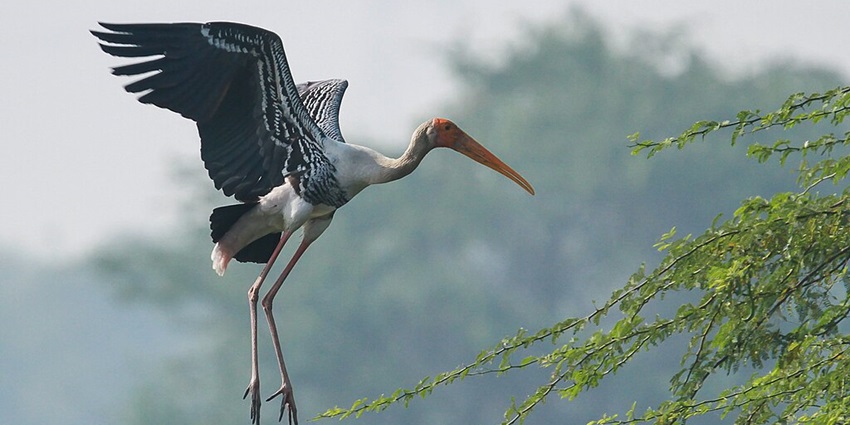 Painted stork with black and white printed wide wings flying at Sultanpur Bird Sanctuary.